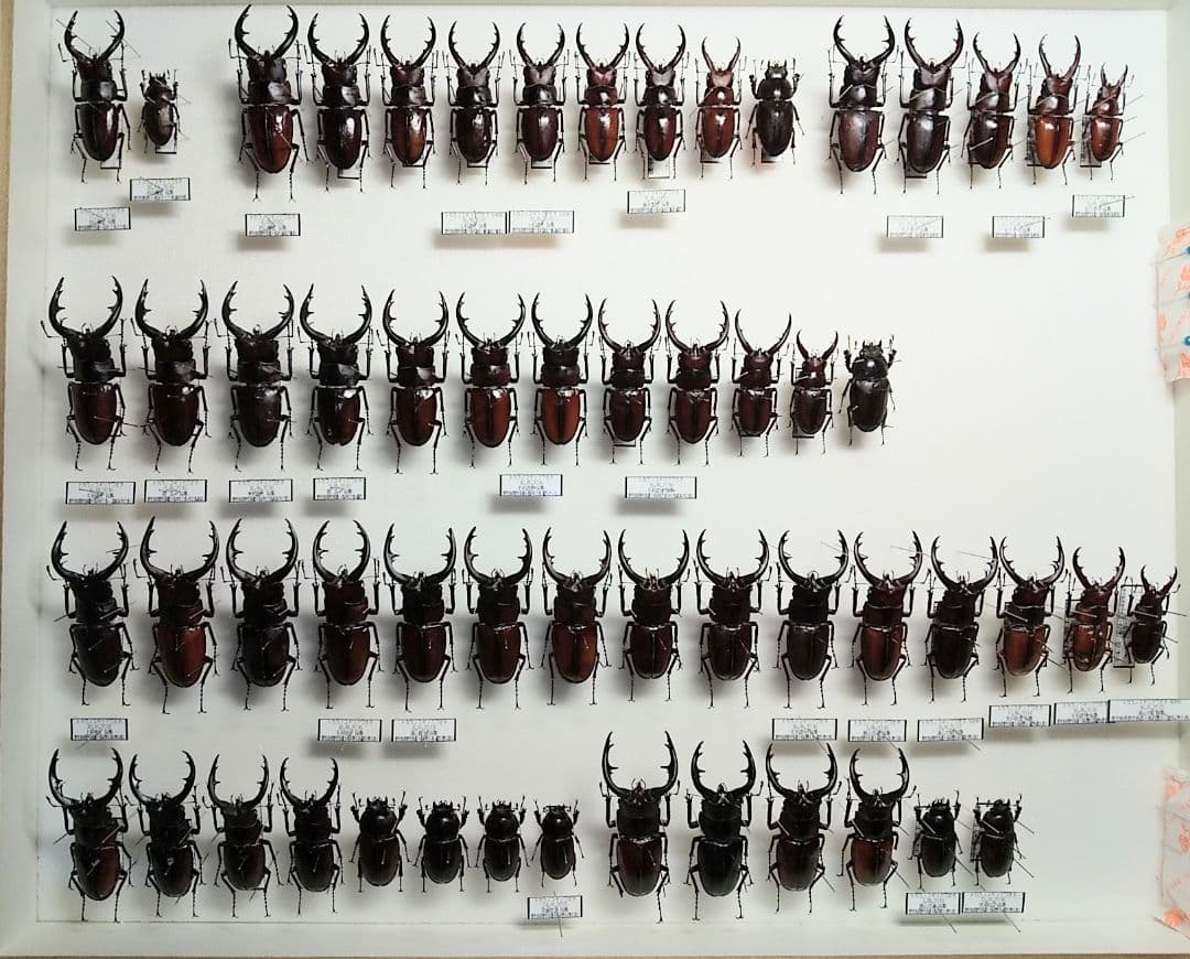 村山輝記製作・クワガタ標本　トカラノコギリクワガタ全島