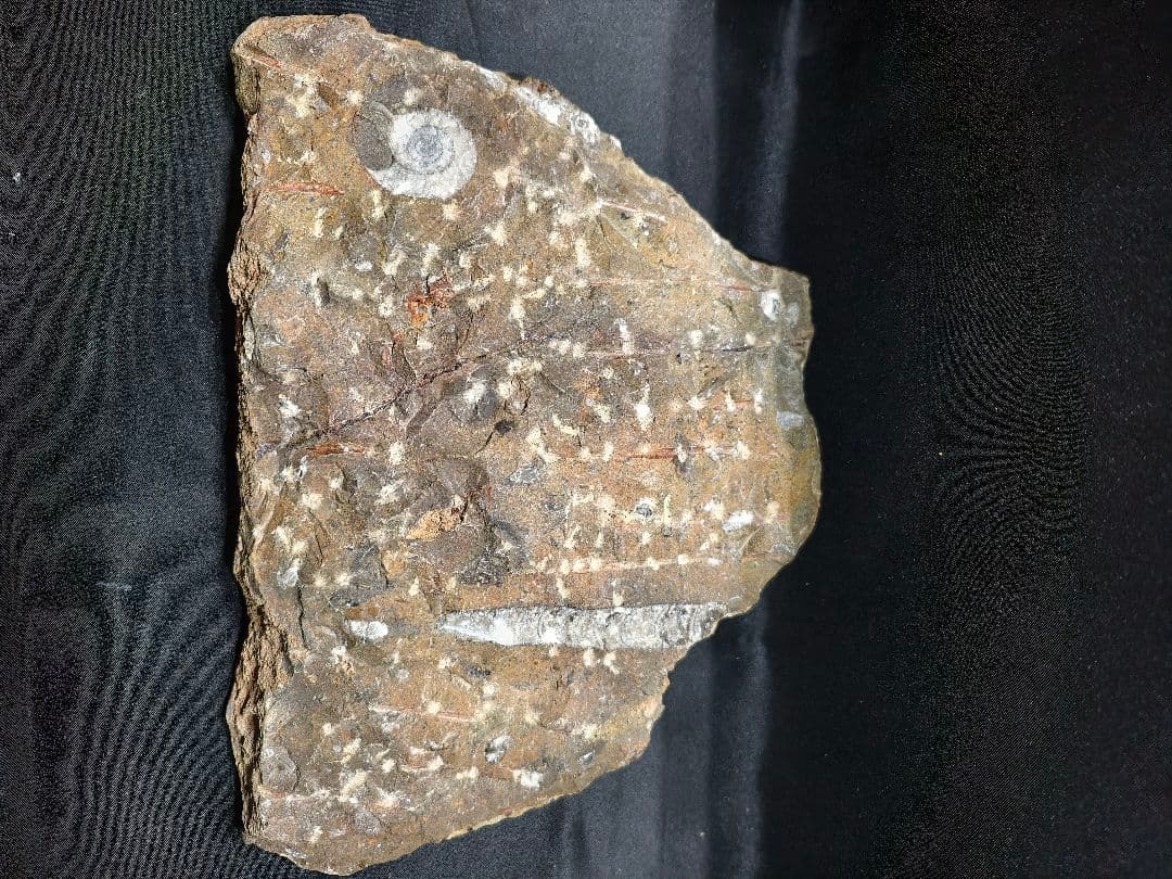 天然化石 オルソセラス+アモナイト 置物 天然石 骨董 旧家蔵出し 蒐集家放出