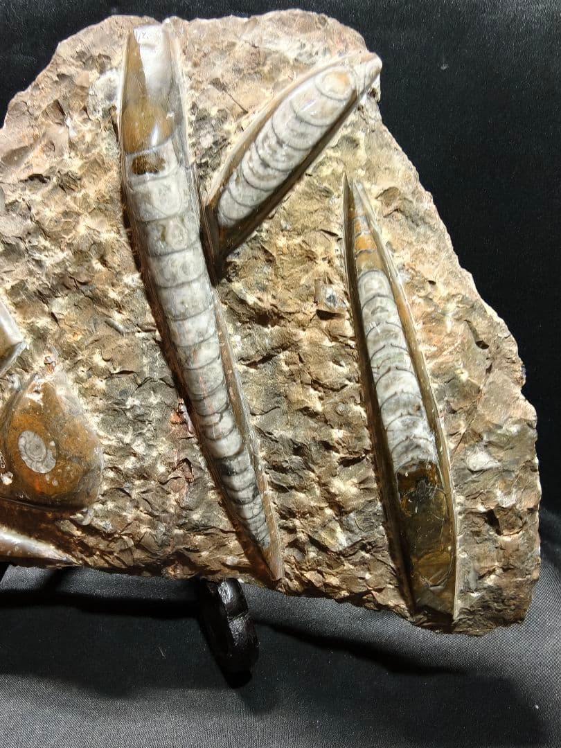 天然化石 オルソセラス+アモナイト 置物 天然石 骨董 旧家蔵出し 蒐集家放出