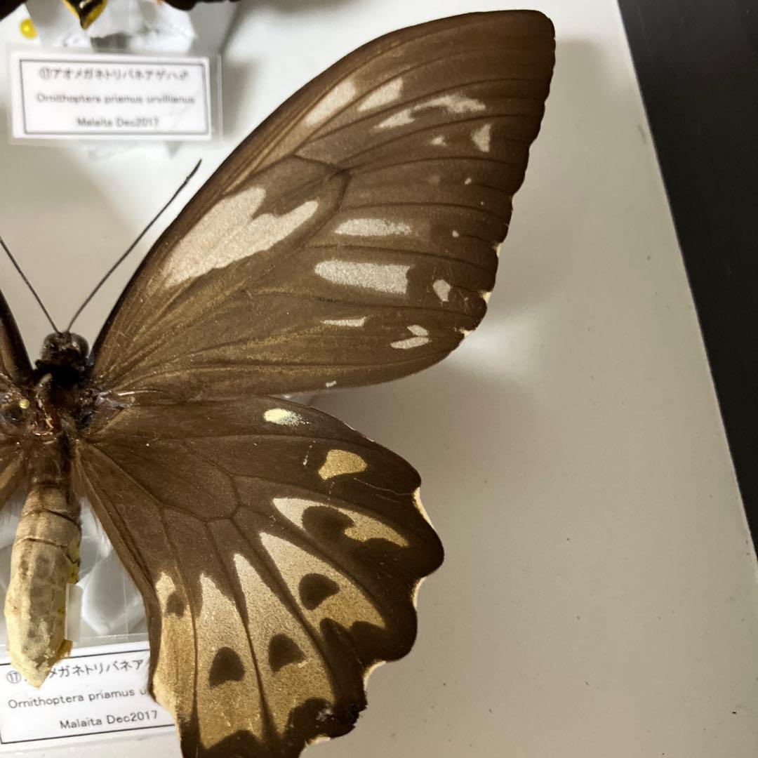 Ornithoptera priamus urvillianus 蝶の標本 ♂♀