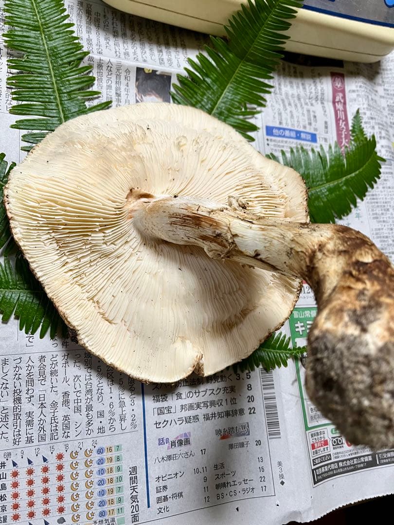 【専用です♪】【大阪泉州産】天然松茸 採れたて開き☆1本215g国産