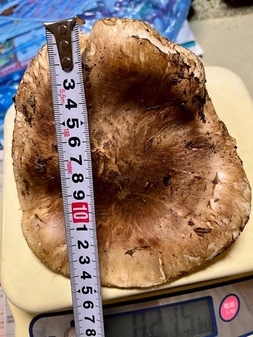 【専用です♪】【大阪泉州産】天然松茸 採れたて開き☆1本215g国産