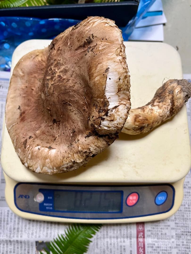 【専用です♪】【大阪泉州産】天然松茸 採れたて開き☆1本215g国産