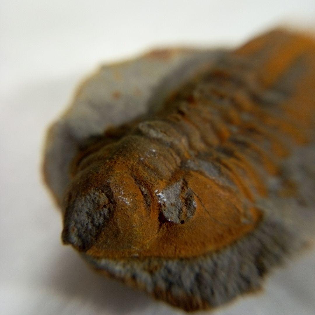 三葉虫　化石　三葉虫化石　究極のレトロ　fossil　ボリビア産　化石管理番号⑩