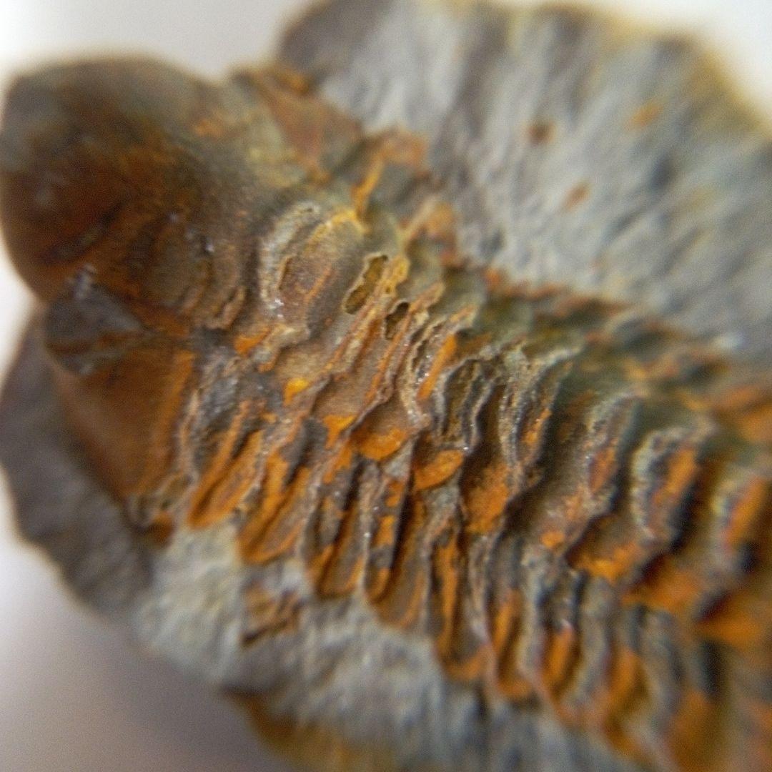 三葉虫　化石　三葉虫化石　究極のレトロ　fossil　ボリビア産　化石管理番号⑩