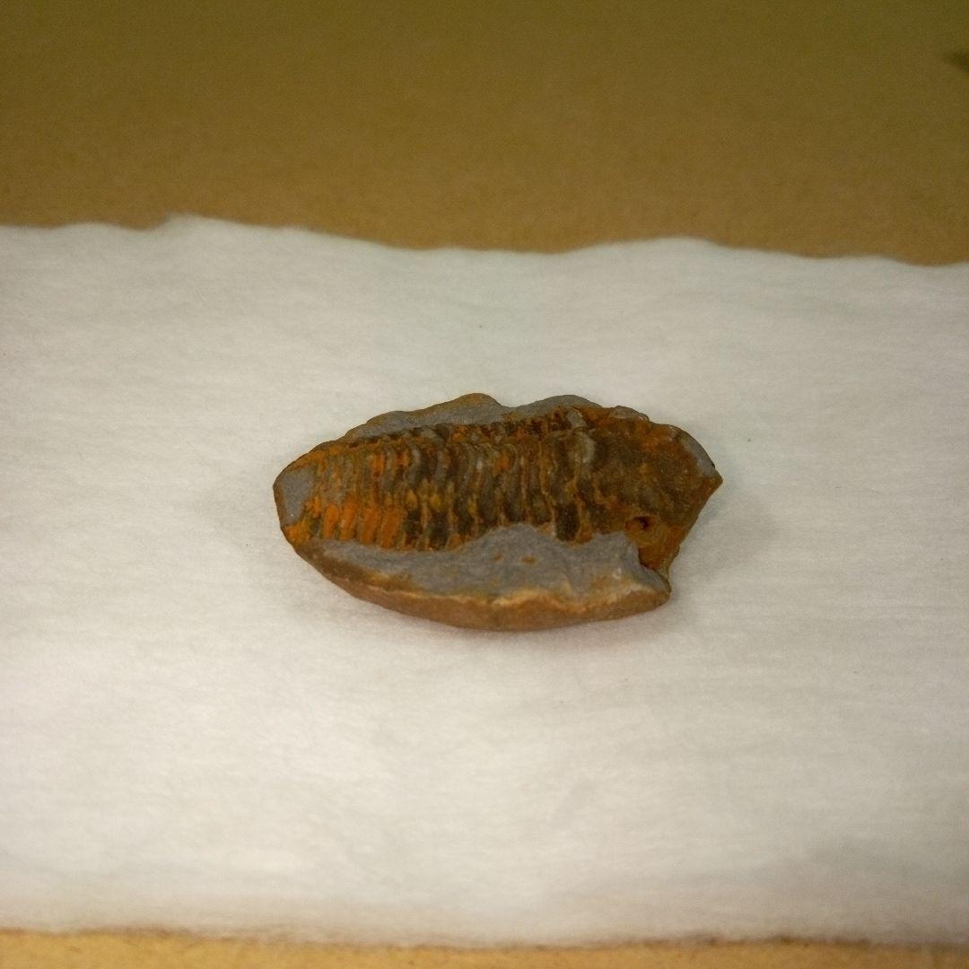 三葉虫　化石　三葉虫化石　究極のレトロ　fossil　ボリビア産　化石管理番号⑩