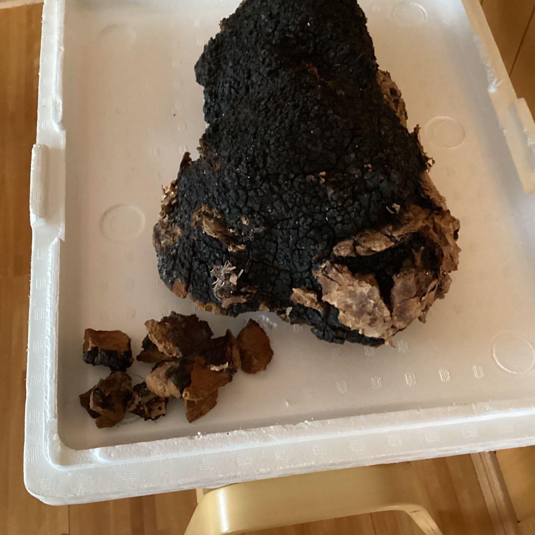 カバノアナタケ、2キロ