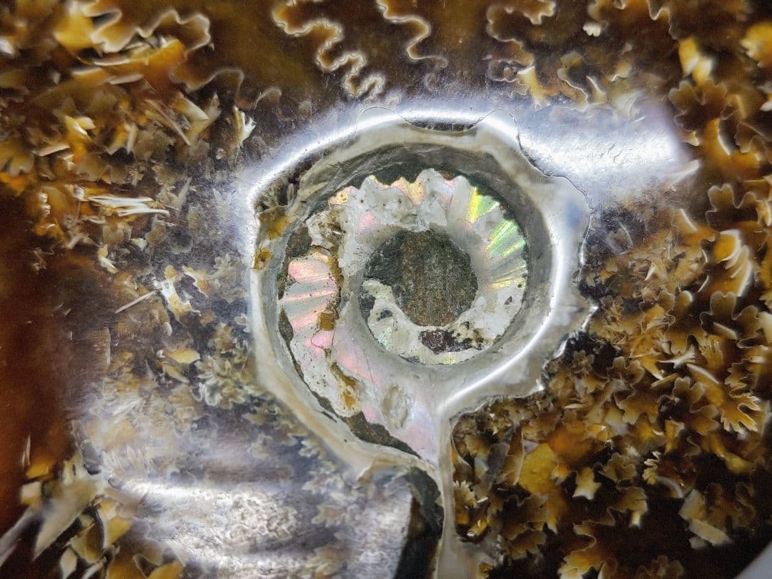 アンモナイト 383g アンモライト オパール 原石 鑑賞石 自然石 誕生石