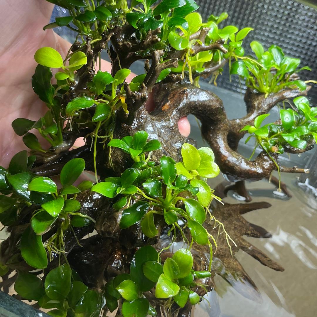 【メルカリ便】盆栽流木　20×10×15cm アヌビアス活着流木