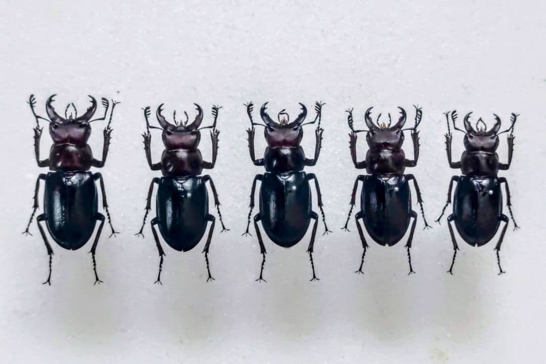 ミクラミヤマクワガタ 標本 前赤タイプ