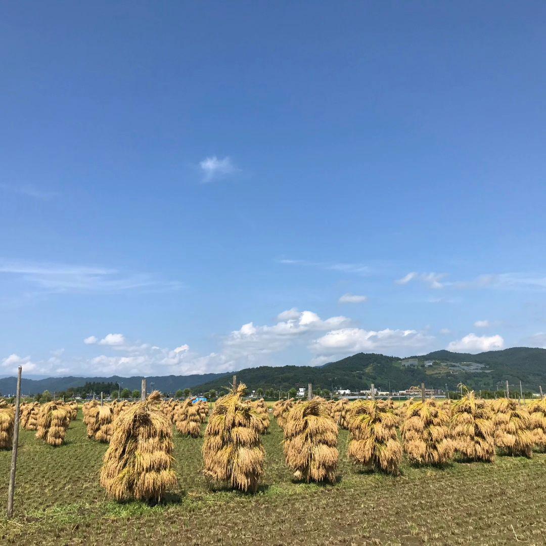 はえぬき米 10kg 自然乾燥　特別栽培米　令和7年産