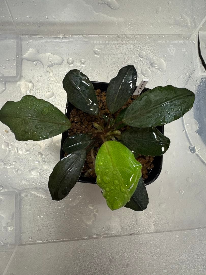 motleyana Padawan（黒葉）