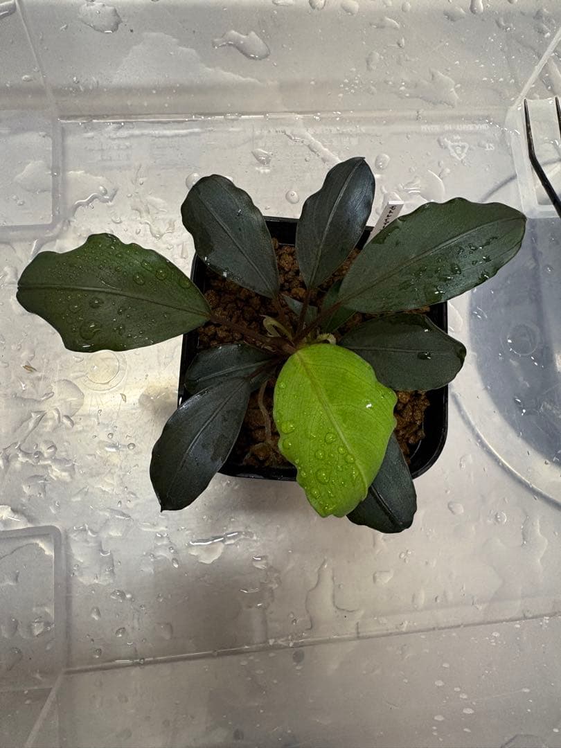 motleyana Padawan（黒葉）