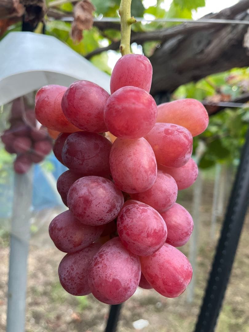 #3 山梨県産　富士の輝き　サンシャインレッド　ナガノパープル　我が道　他3kg