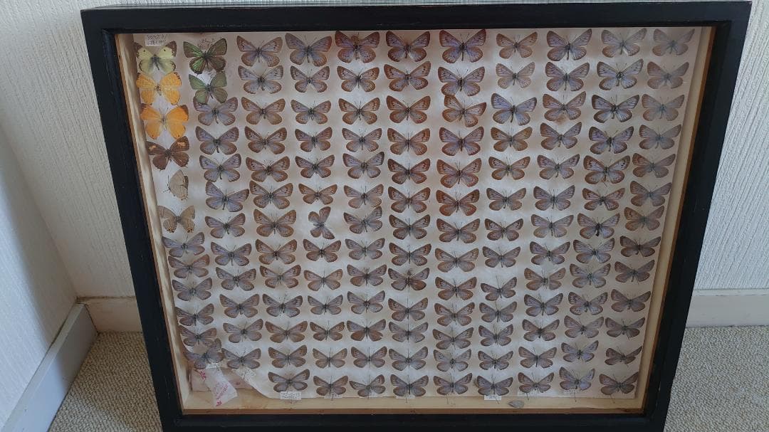 蝶の標本 オオゴマシジミ、ゴマシジミ類