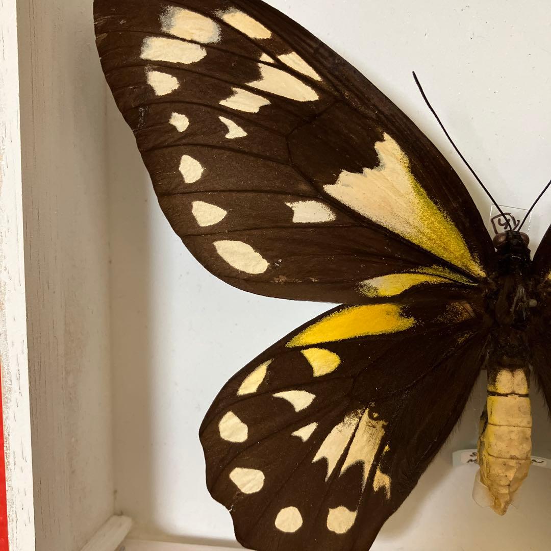 ビクトリアトリバネアゲハ（大型）