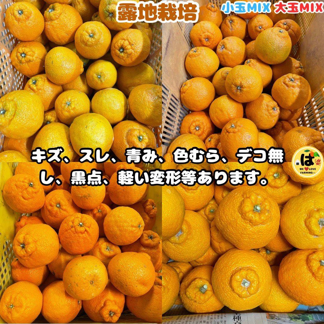 ※確認用　大玉MIX箱込み4.5kg以上【露地栽培　不知火　デコポン　肥の豊】