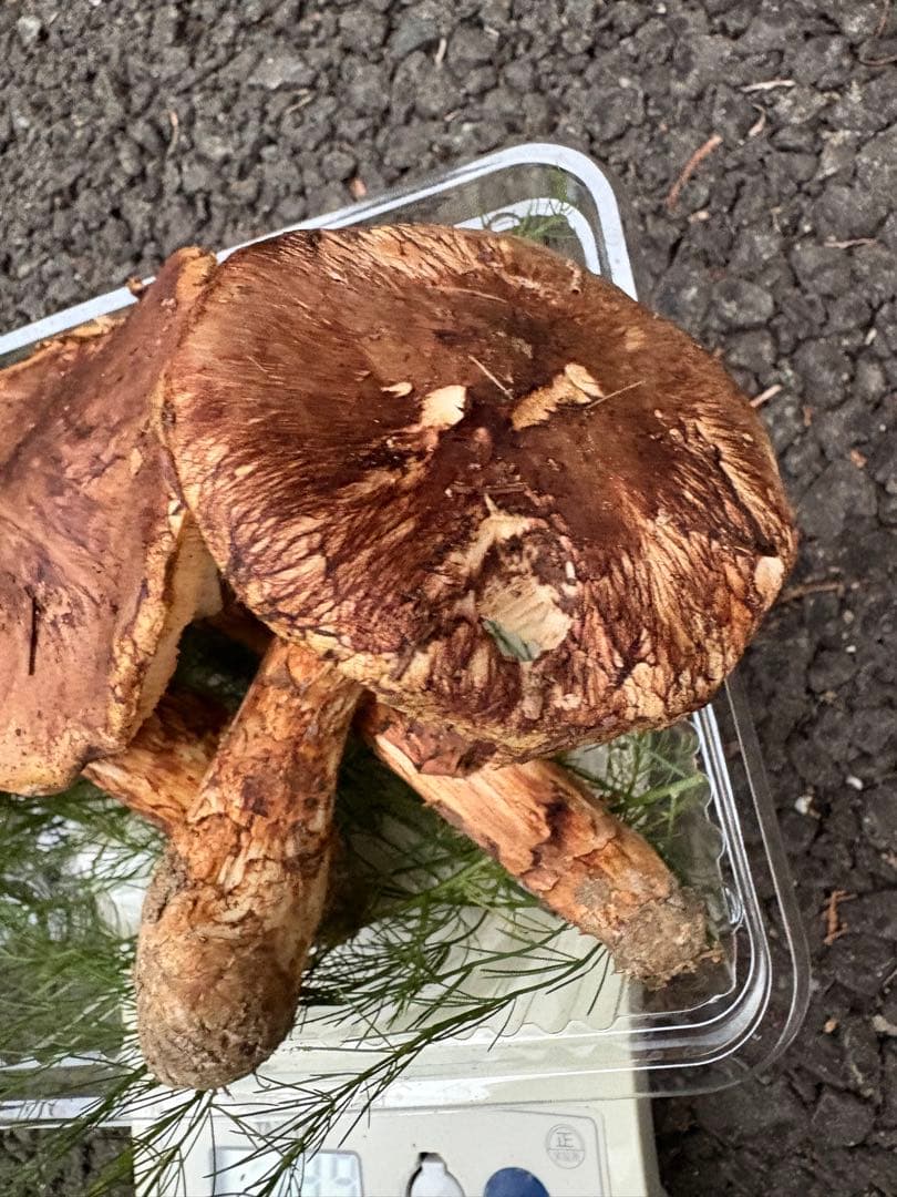 【お値打ち限定1点】岩手雫石町産 天然 開き、香り良い松茸 3本 189g