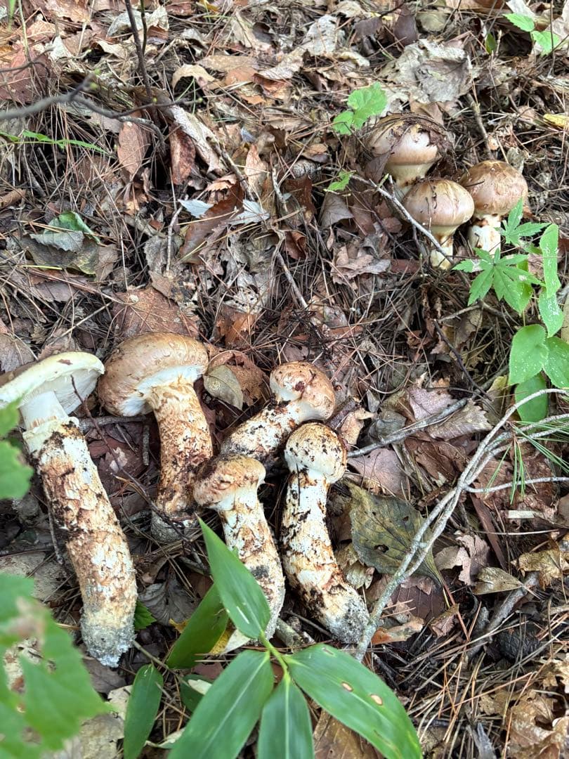 【お値打ち限定1点】岩手雫石町産 天然 開き、香り良い松茸 3本 189g