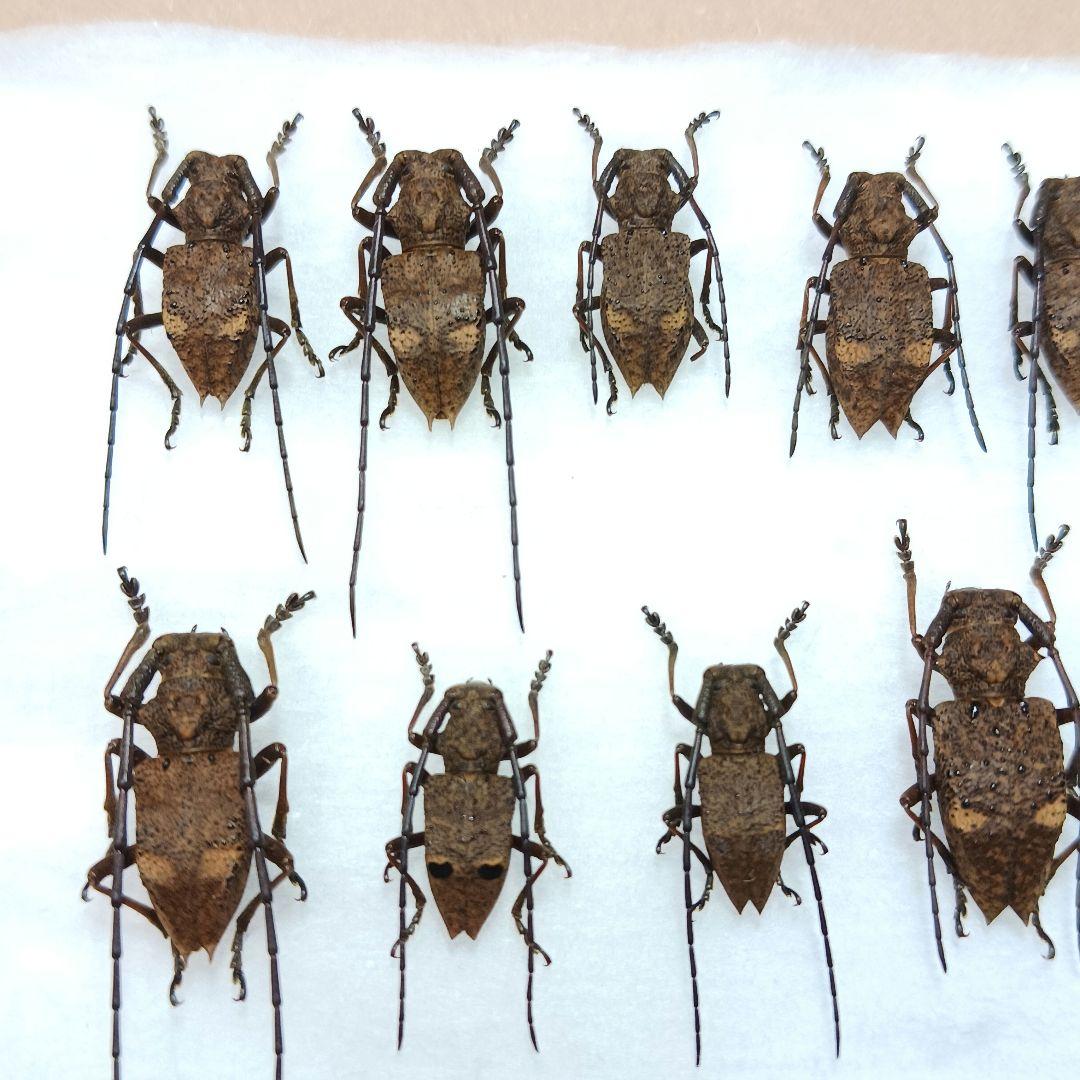 フジータニグチ　ハイブリッドポイント産　7♂7♀