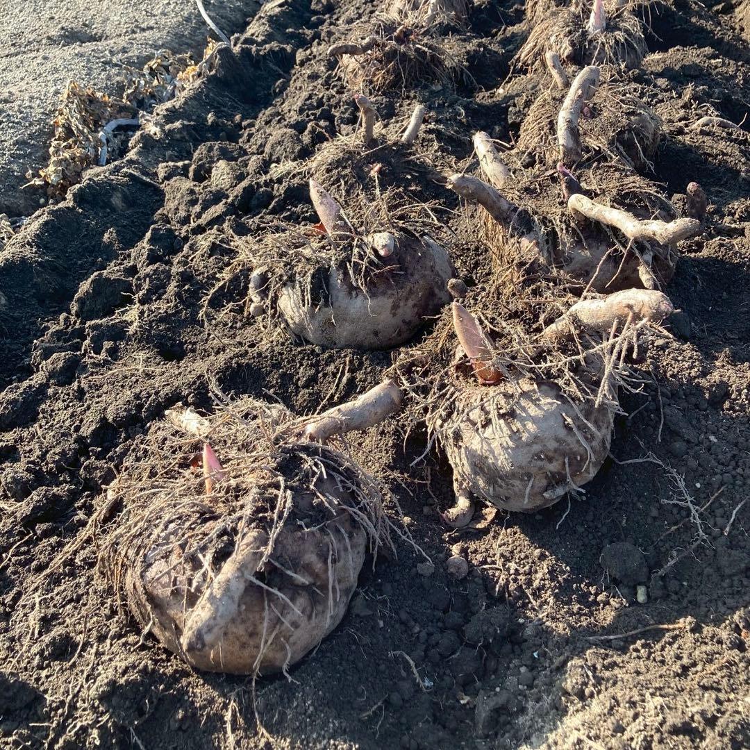 【群馬県産】こんにゃく芋　箱込み15kg以内　手作りこんにゃく用【中サイズ】