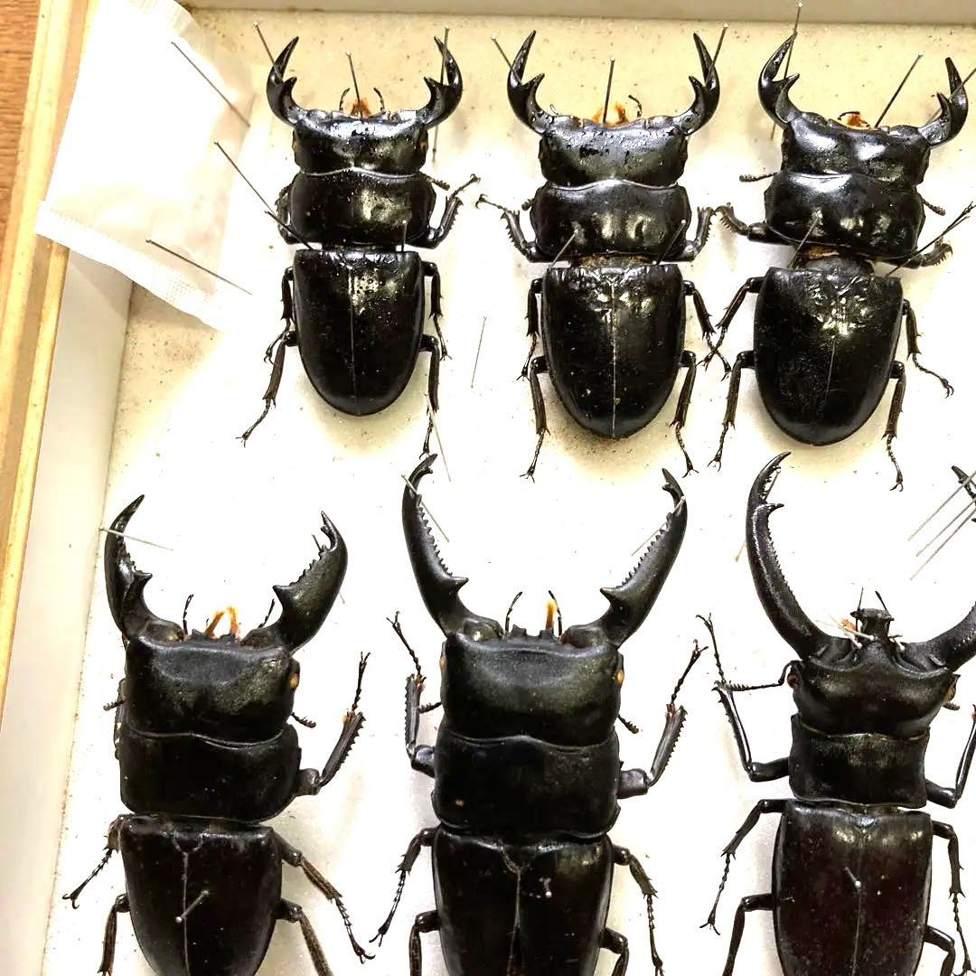 750mmオーバー1000mm世界のクワガタオオクワガタヒラタクワガタなど21頭