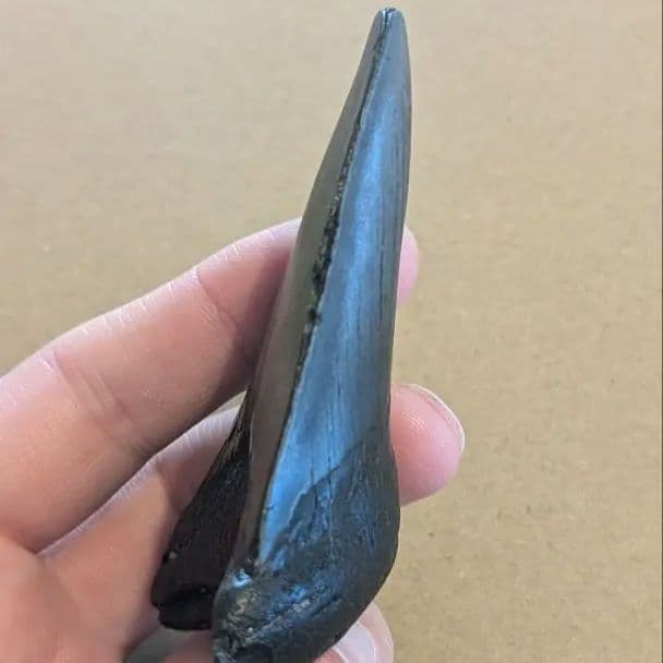 メガロドンの歯の化石 ots05