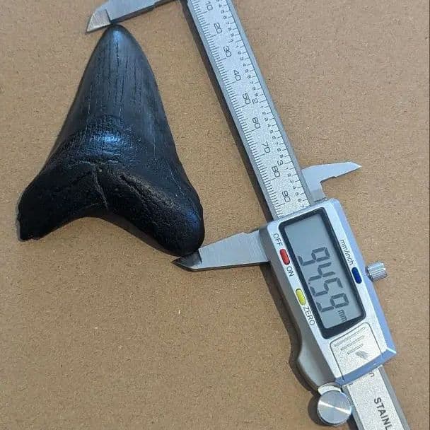 メガロドンの歯の化石 ots05