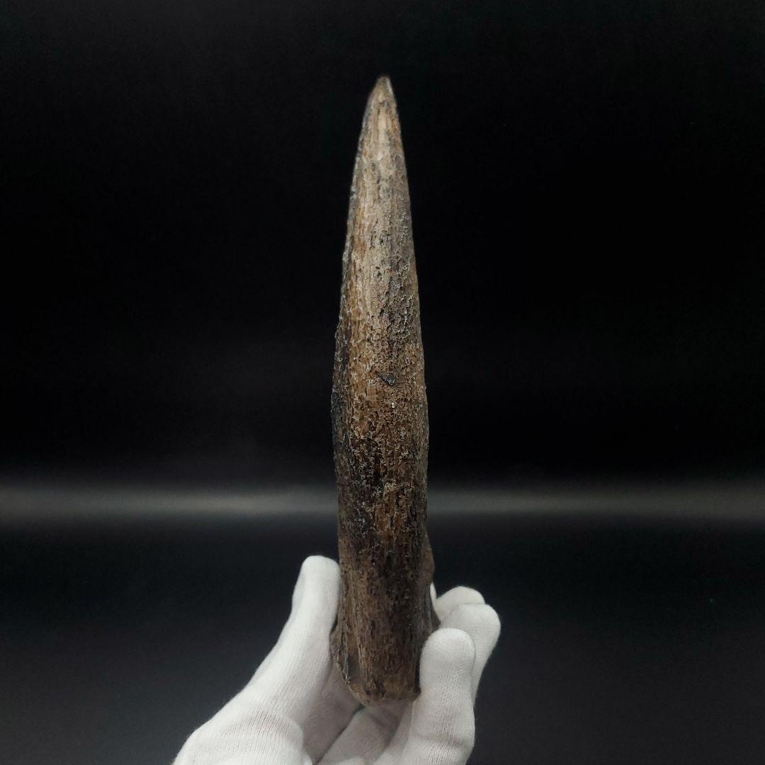 スピノサウルス 爪 レプリカ 184.47mm spr2