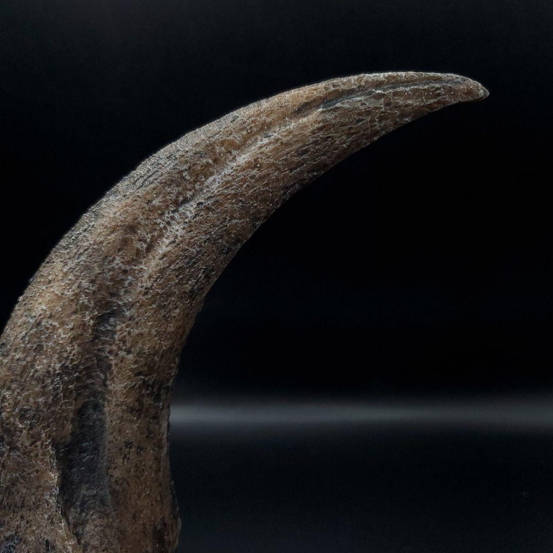 スピノサウルス 爪 レプリカ 184.47mm spr2