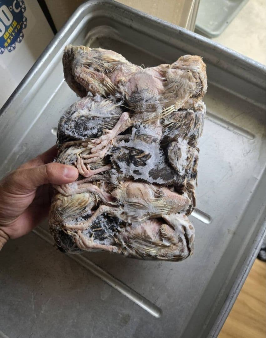 冷凍ウズラ 180羽 送料無料 10羽入りパック