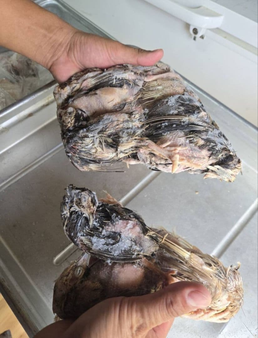 冷凍ウズラ 180羽 送料無料 10羽入りパック