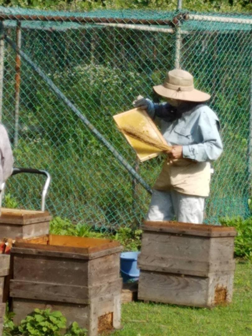 つかもと はちみつ 完熟 生 国産 純粋蜂蜜 無添加 非加熱 600g ✖️4個