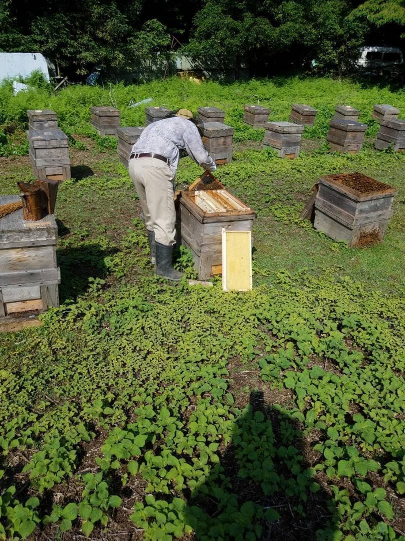 つかもと はちみつ 完熟 生 国産 純粋蜂蜜 無添加 非加熱 600g ✖️4個