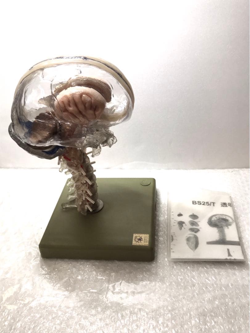 独SOMSO社 (ソムソ社) BS25/T透明な１５分解脳模型♡ 　脳解剖模型