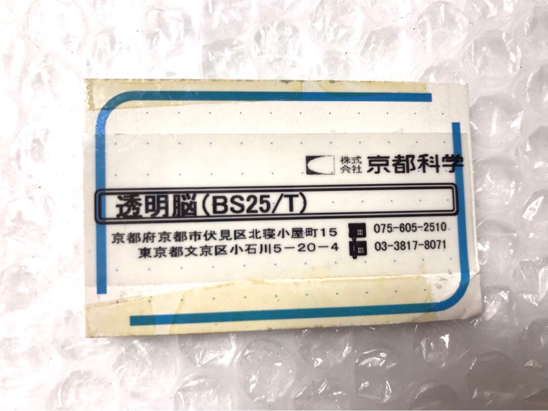 独SOMSO社 (ソムソ社) BS25/T透明な１５分解脳模型♡ 　脳解剖模型
