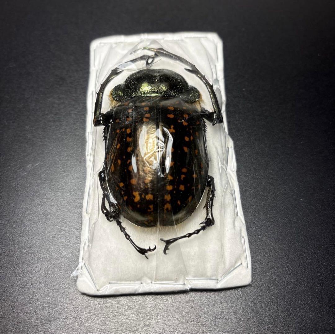 標本69mm バターレルテナガコガネ Cheirotonus battareli