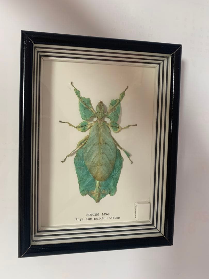 超美品　昆虫標本　コノハムシ　ケース付き
