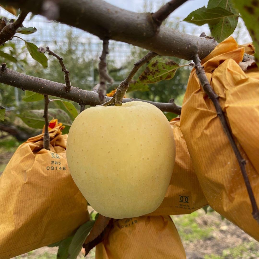 山形県産りんご　サンふじ＆はるか　贈答用　3キロ10玉フルーツキャップ詰め×3箱