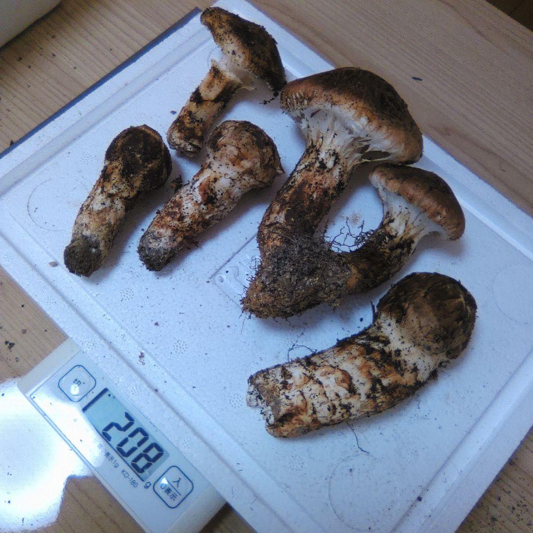 10/14朝採れ　広島県産　松茸　208g