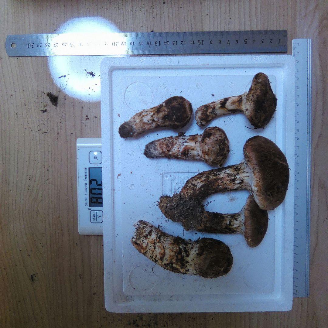 10/14朝採れ　広島県産　松茸　208g