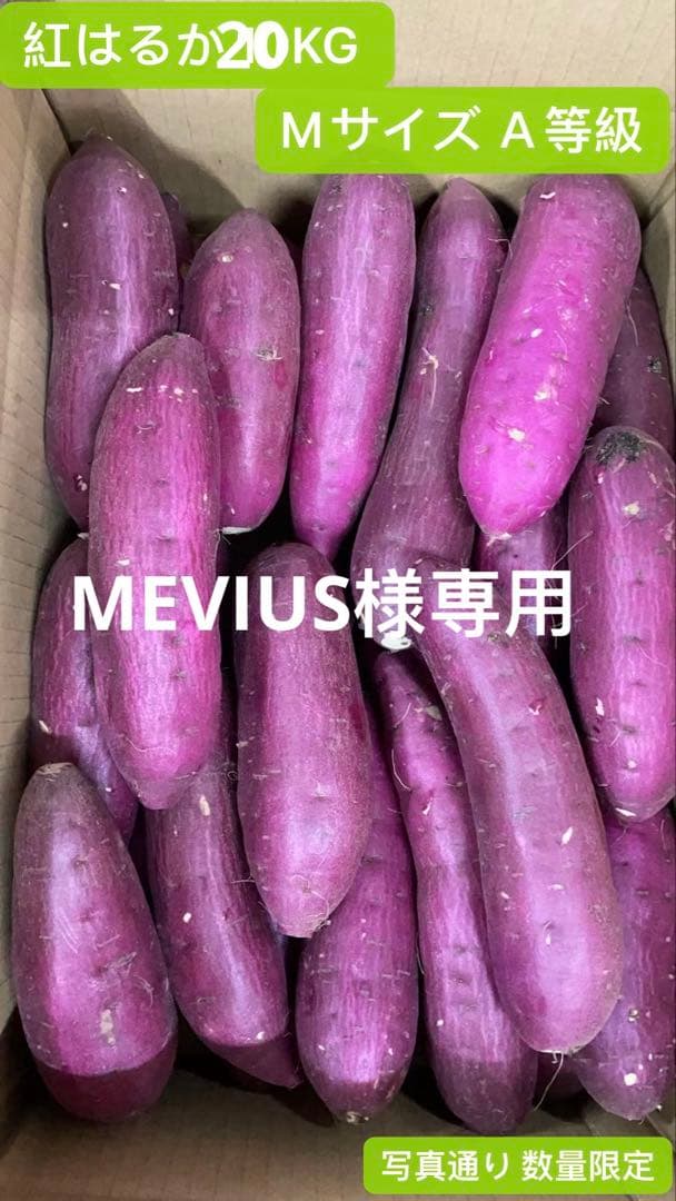 べにはるか 20KG Mサイズ A等級 千葉県産　さつまいも