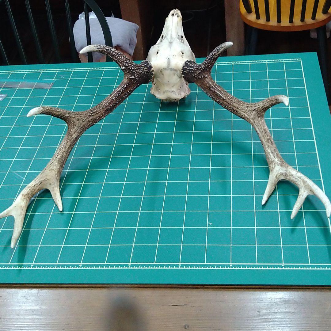 激レア　４又５尖　ニホンジカ頭骨　下顎付き