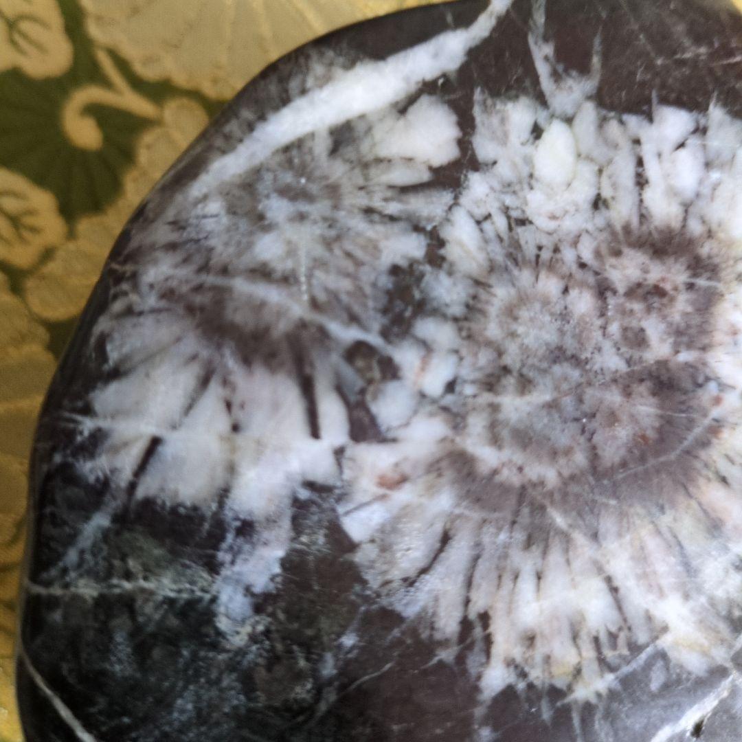 【最終価格】特別天然記念物 岐阜県根尾谷 菊花石