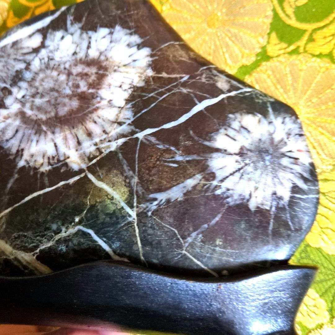 【最終価格】特別天然記念物 岐阜県根尾谷 菊花石