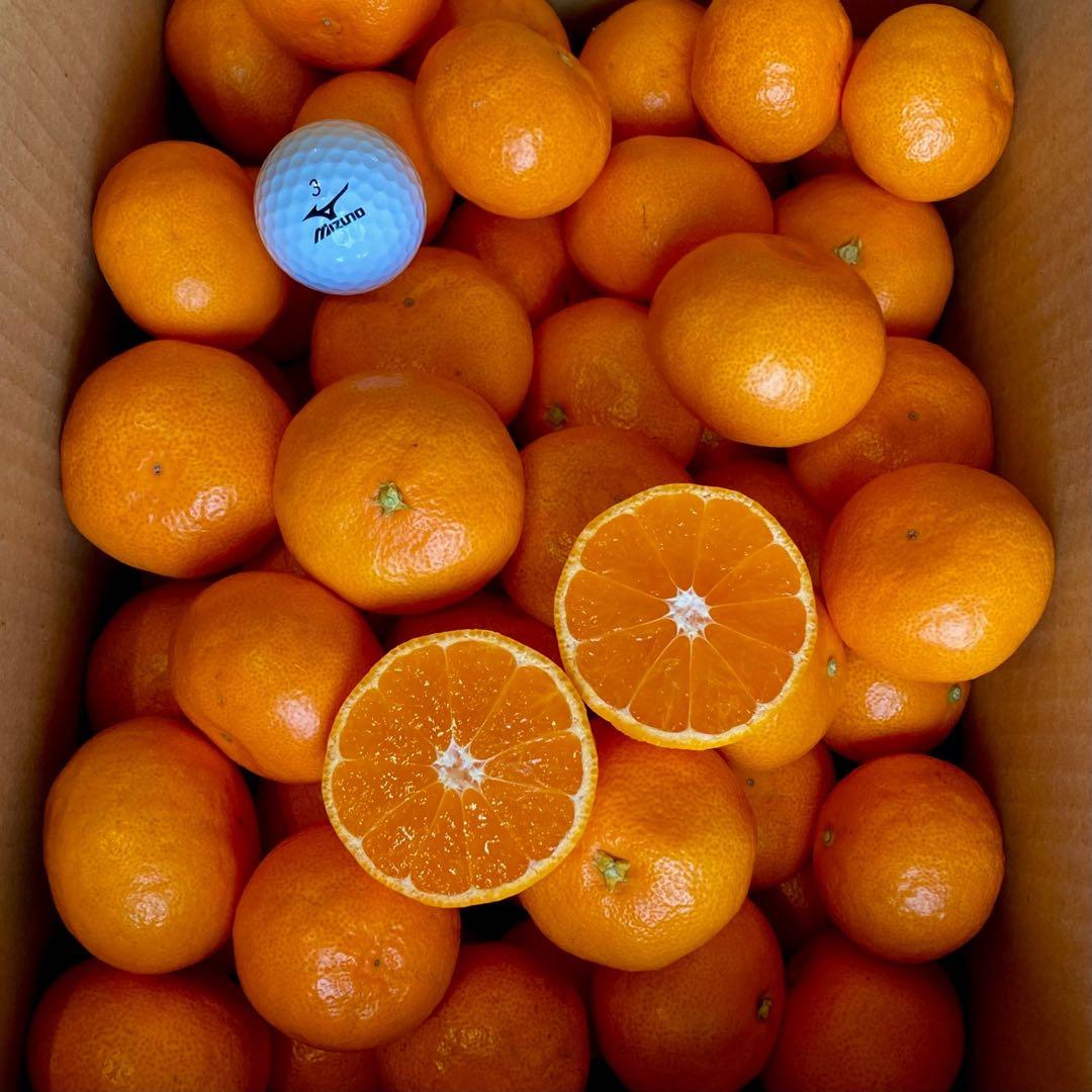 せぶん! 温州みかん 樹熟大坊みかん 秀品(贈答品同様)2Sサイズ10kg