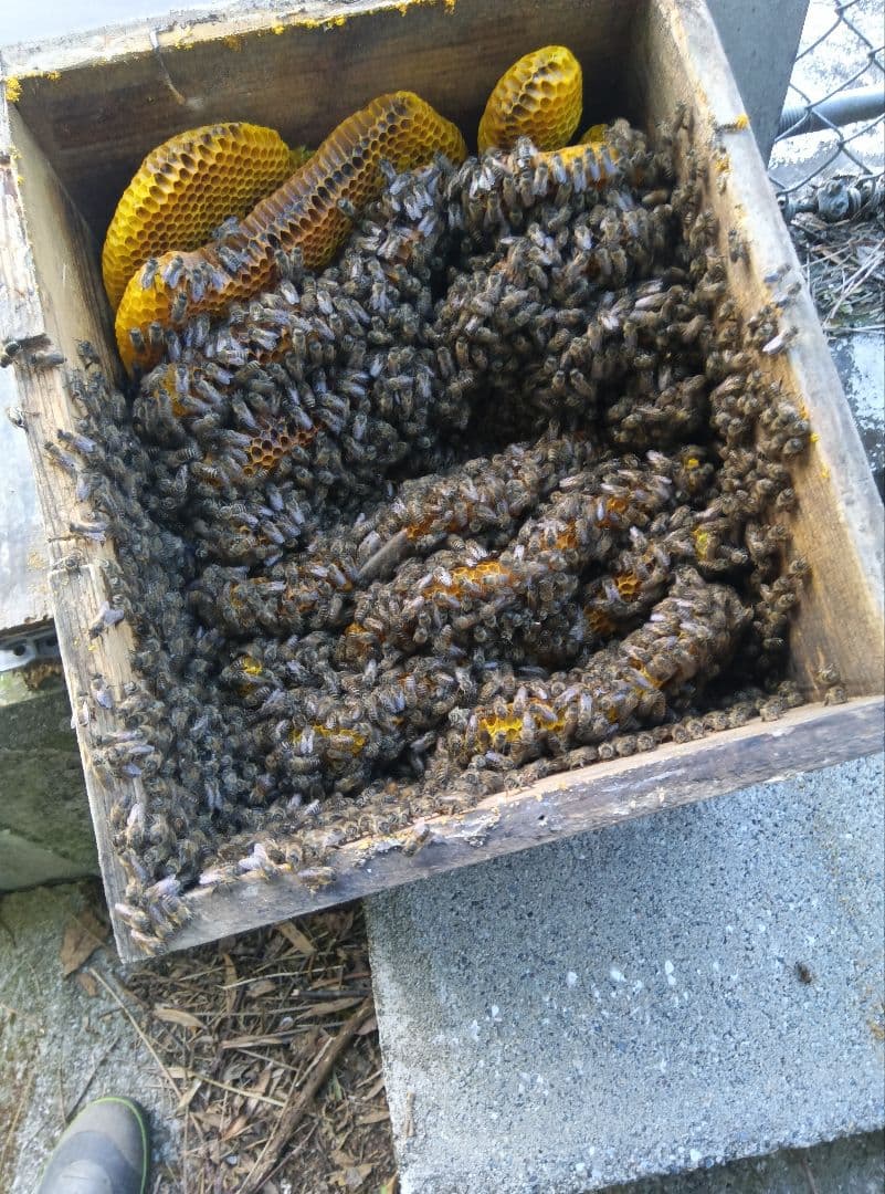 ニホンミツバチ　南国土佐の百花蜜　無添加　無加工　たれ蜜