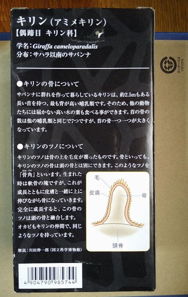 大哺乳類展 会場限定 ツノのある動物図鑑 キリンBOX