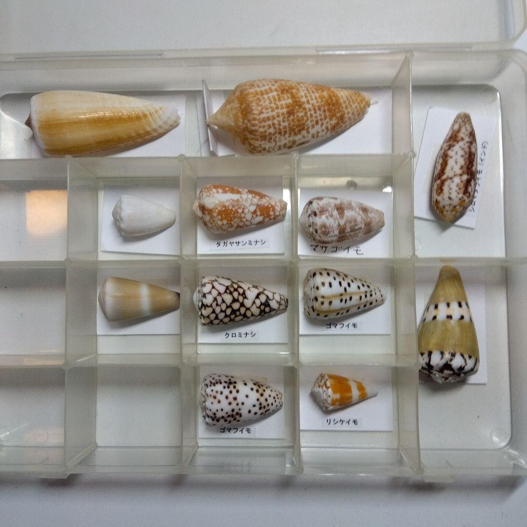 貝の標本