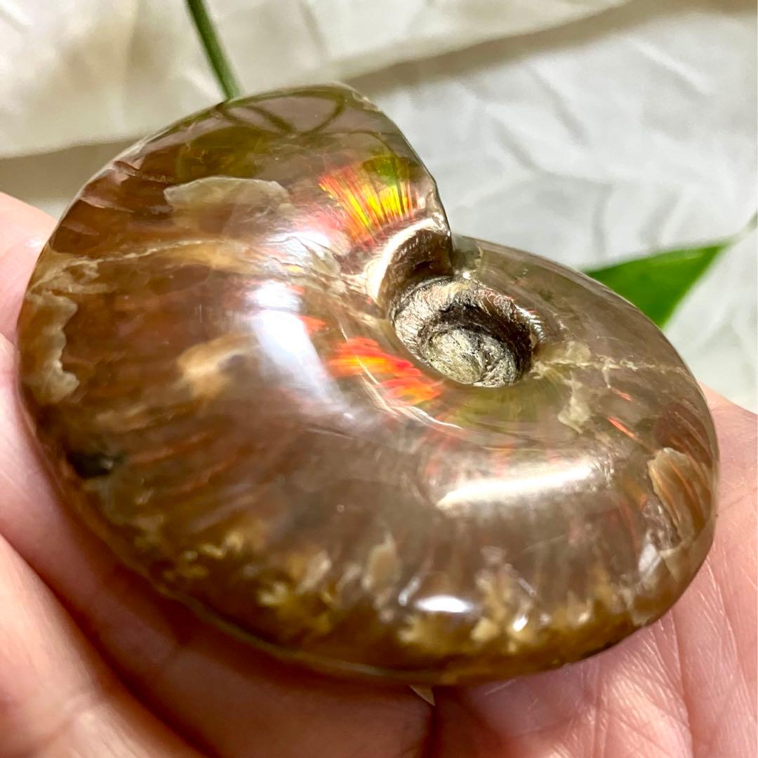 天然石 アンモライト アンモナイト 73g 6.5cmマダガスカル 鉱物標本